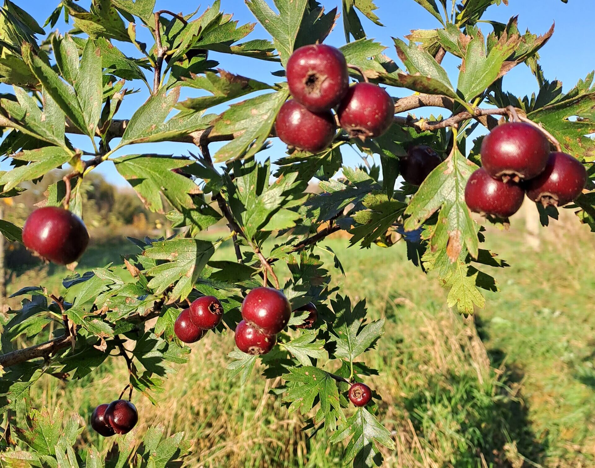 Voedselbos de woudezel