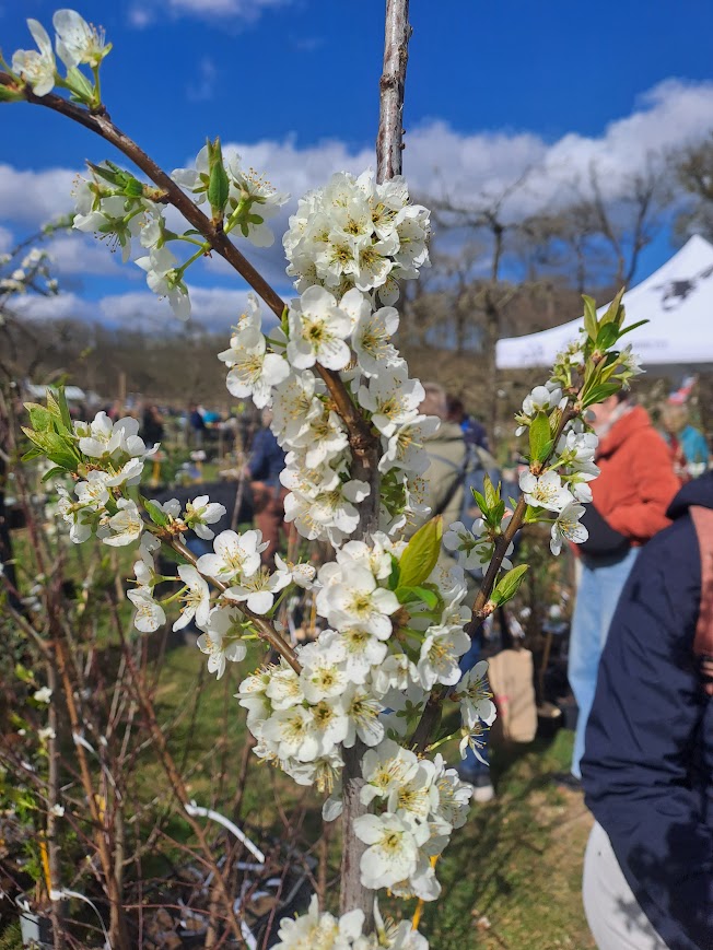 de moestuinbeurs voedselbos de woudezel