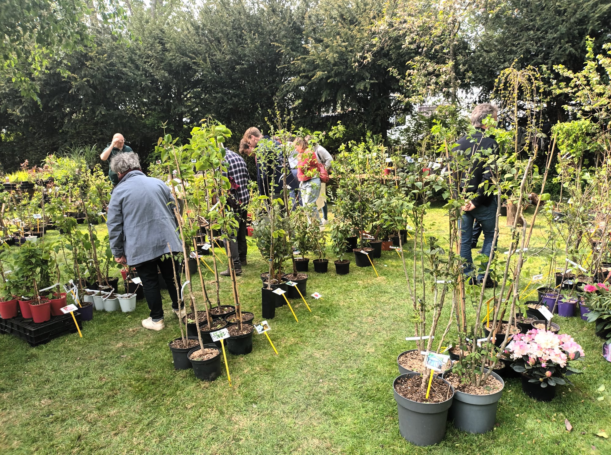 Plantenkwekerij woudezel permacultuur voedselbos