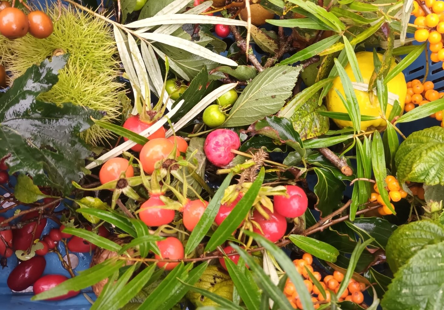 Voedselbos de woudezel permacultuur eetbare wilde planten